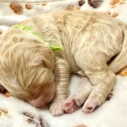 Hansen - Cream male Goldendoodle puppy in Brandon, Mississippi from Dazzling & Dapper Doodles of MS