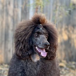 Ixchel - Poodle