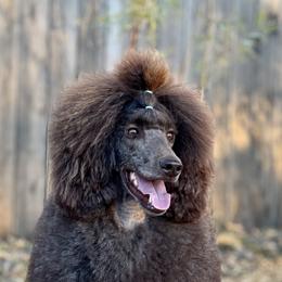 Ixchel - Poodle