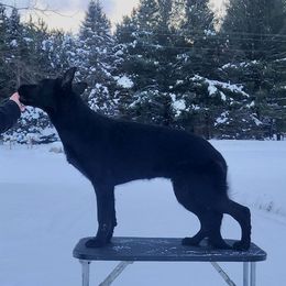 Alexandra - German Shepherd