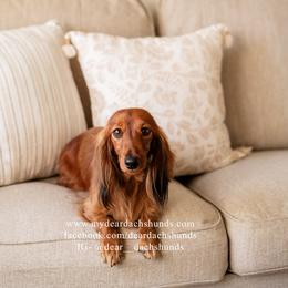 Josie - Dachshund