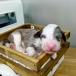Fleece Lightning - Blue merle and white male Sheepadoodle puppy in Adams, Nebraska from Boxcar Doodles and Poodles