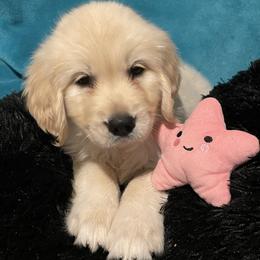 Pinkie - Light golden female Golden Retriever puppy in Ennis, Texas from Amberidge Golden Retrievers