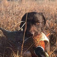Pudelpointers from Paladin Gundogs