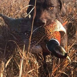 Pudelpointers from Paladin Gundogs