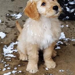 Goldendoodle Puppies from South Paw Doodles