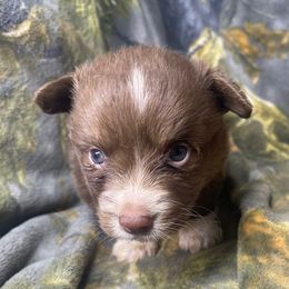 Jack Skellington - Liver and white male American Corgi puppy in Grants Pass, Oregon from KnR Antler Dogs