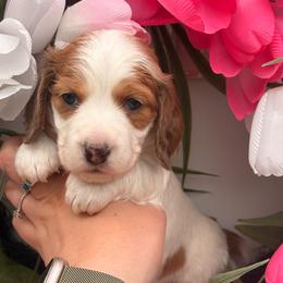 Poppy 3800 - Piebald female Dachshund puppy in Mayville, Michigan from Teenie Little Hearts