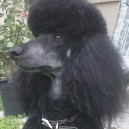 DeeOhGee - Poodle