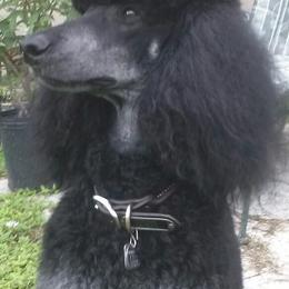 DeeOhGee - Poodle