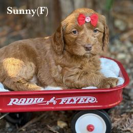 Sunny - Red female Australian Labradoodle puppy in Citrus Heights, California from Elite Blend Labradoodles