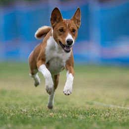 Basenjis from Genesis Sighthounds
