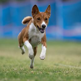 Basenjis from Genesis Sighthounds