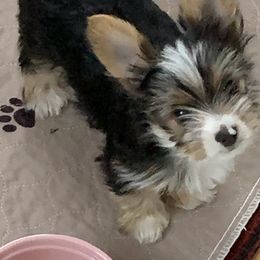 Boy 1 - Parti male Yorkshire Terrier puppy in Willow Grove, Pennsylvania from Willow Grove Yorkie