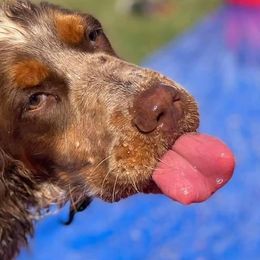 English Springer Spaniels from Mountain Top Springers