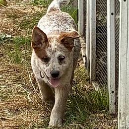 L66-04 - Red speckled male Australian Cattle Dog puppy in Sheridan, Oregon from 6pk Cattledogs