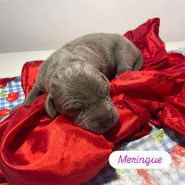 Meringue - Silver female Great Dane puppy in Salem, Oregon from Gigantes de Cervantes