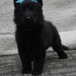 Light Blue Collar - Black female German Shepherd puppy in Muldrow, Oklahoma from Reizarf Kennels
