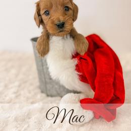 Mac - Red  male Goldendoodle puppy in Melba, Idaho from KZ Doodles