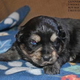 Gunner - Black tri male Miniature Australian Shepherd puppy in Patterson, North Carolina from DreamLine Aussies