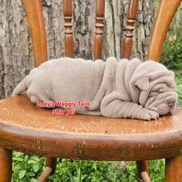 Leonard - Lilac dilute male Chinese Shar-Pei puppy in Minden, Louisiana from Zoey's Waggly Tails