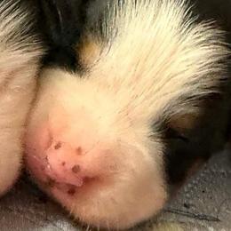 Boy 3 - Black, white and red male Greater Swiss Mountain Dog puppy in Knoxville, Maryland from Dahlgren Swissys