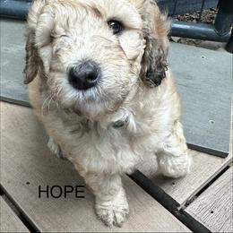 HOPE - Merle female Sheepadoodle puppy in Buffalo, Minnesota from Fur-ever Doodles