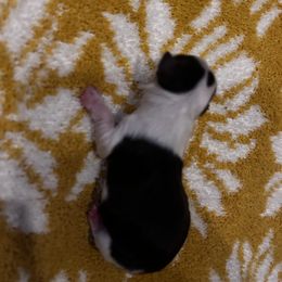 Chihuahua Puppies from Fancy Pants Chihuahua’s