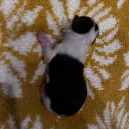 Chihuahua Puppies from Fancy Pants Chihuahua’s