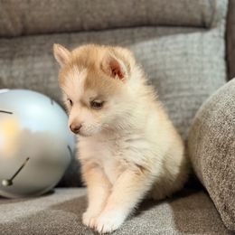 Kahula chocolate female - Chocolate female Pomsky puppy in Enid, Oklahoma from Mile Hi Pomskies