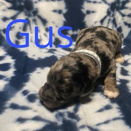 Gus - Merle male Bernedoodle puppy in Battle Creek, Michigan from T-Rose’s Bernedoodle & Pomsky Puppies