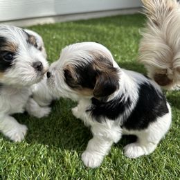 Yorkshire Terrier Puppies from Snacksville Yorkies