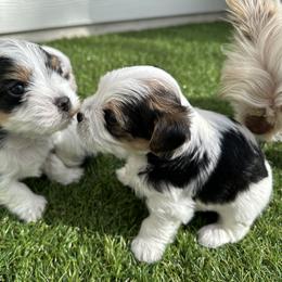 Yorkshire Terrier Puppies from Snacksville Yorkies