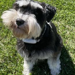 Miniature Schnauzer All Grown Up from Good Shepherd K9 Initiative