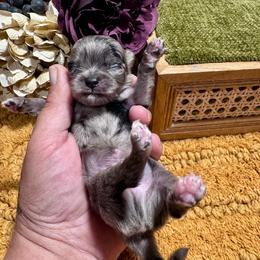 Aspen - Merle male Chihuahua puppy in North Dakota from American Dream Chihuahua’s