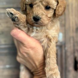 Coral - Apricot female Cavapoo puppy in Gilbert, Arizona from Sunburst Doodles
