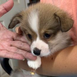 Boy 1 - Red male Pembroke Welsh Corgi puppy in Moulton, Alabama from Reed's Pembroke Corgi Welsh