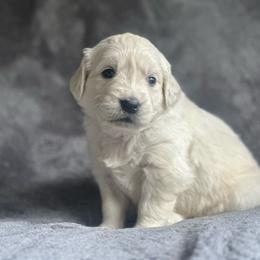Girl pick 2 - Light golden female Golden Retriever puppy in Waterford, Pennsylvania from Living on Faiths Golden Retrievers