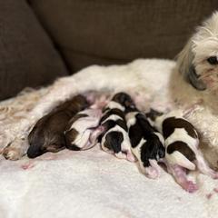 Shorkie puppies from SATA Kennels