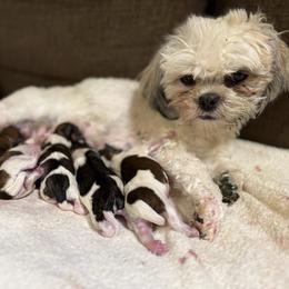 Shorkie puppies from SATA Kennels