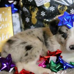 Eeney - Blue merle male Border Collie puppy in Richmond, Maine from Lil Maine Border Collies