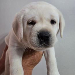 Green Collar - Yellow male Labrador Retriever puppy in Myakka City, Florida from Hearing Hearts Labradors
