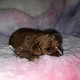 Ruby - Red female Cavapoo puppy in Ridgeville, South Carolina from Cavapoo Love Bugs
