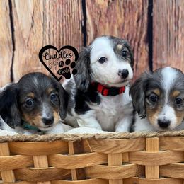 Dachshund, Pomeranian, and Poodle Puppies from Cuddles n Curls