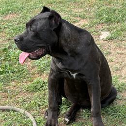Girl 2 - Black female Cane Corso puppy in Granbury, Texas from Revolutions Kennel