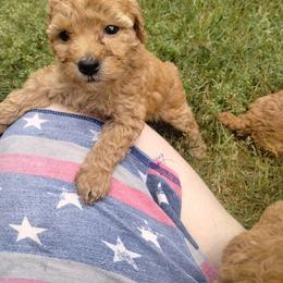 Poodle Puppies from Grace Colt Farms