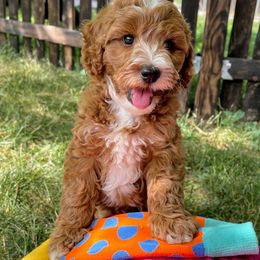 Bernedoodle and Goldendoodle Puppies from Natural Goldendoodle and Bernedoodle