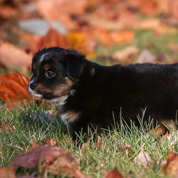 Willow - Black tri female Miniature American Shepherd puppy in Valparaiso, Indiana from Wigglebutt