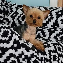 Yorkshire Terriers from S&D's Precious Yorkies