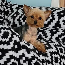Yorkshire Terriers from S&D's Precious Yorkies